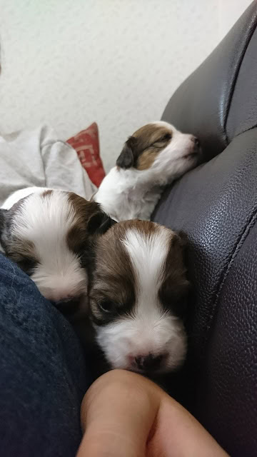 子犬たちがソファに寄り添い、眠っている様子。.