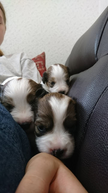 子犬たちがソファの上で遊んでいる様子.