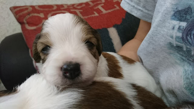 子犬のアップ写真、目が開き始めています。.