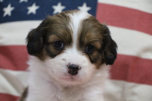 かわいい子犬のアップ写真、アメリカ国旗の背景付き。.