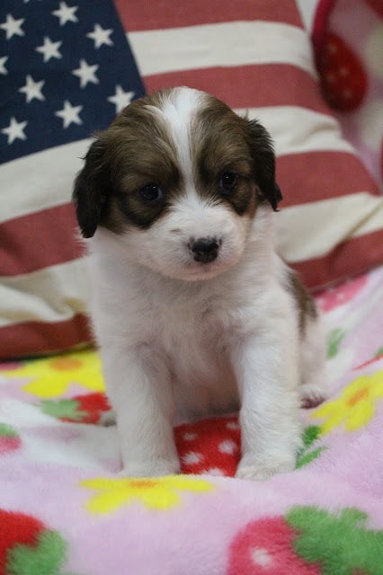 アメリカ国旗柄のクッションとカラフルな毛布の上に座る子犬.