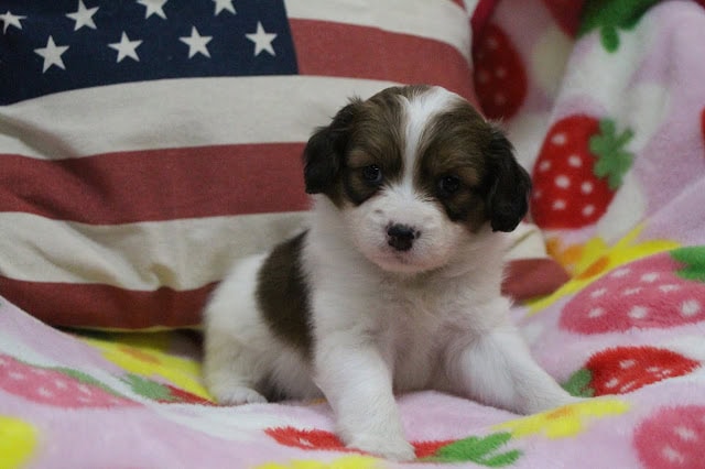小さな白と茶色の子犬がクッションの上に座っています。.