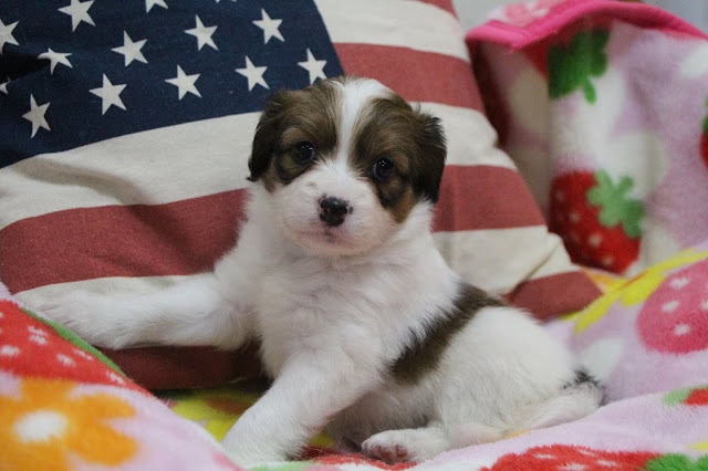 アメリカ国旗柄のクッションとカラフルな毛布の上に座る生後5週間の子犬.