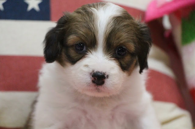 小さな子犬のアップ写真、かわいらしい表情が魅力的です。.