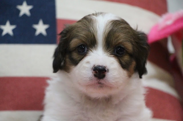 子犬のかわいい顔とふわふわの毛並み.