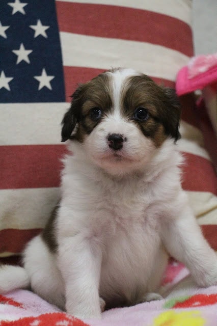 子犬のアップ写真、アメリカ国旗のクッション背景付き.