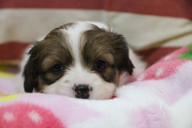 子犬のアップ写真、シャル×トビーの子犬が眠そうに見つめています.