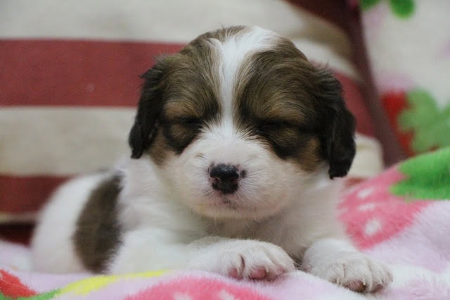 子犬のかわいい顔とふわふわの毛並み.