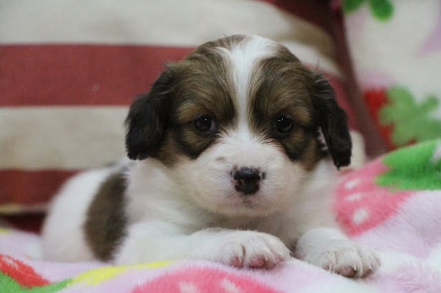 子犬のかわいい顔とふわふわの毛並みが魅力的です。.