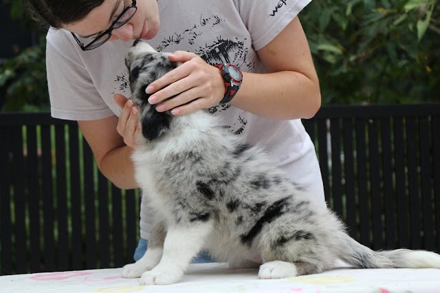 子犬と飼い主が触れ合う微笑ましい瞬間.