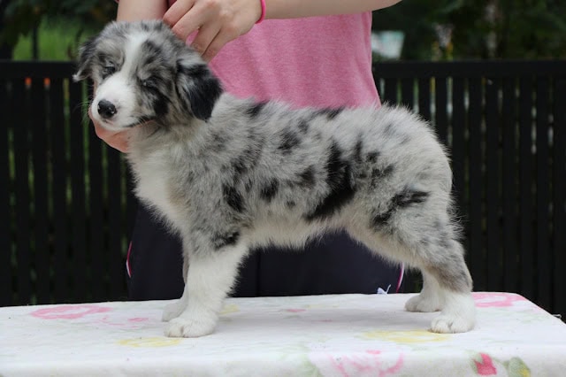 子犬のマルチーズとアメリカン・コッカーのミックス犬の全体像.