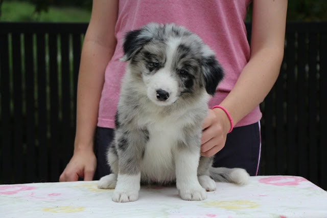 子犬の可愛いオーストラリアン・シェパードの子犬の写真.