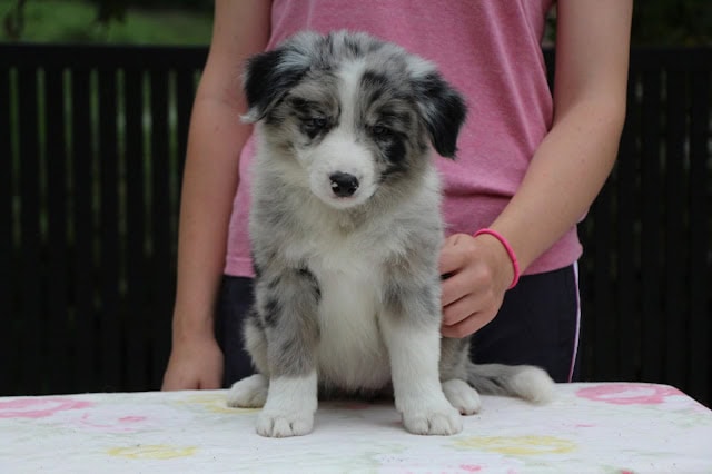 子犬のアップ写真、青と白の美しい毛色が特徴です。.