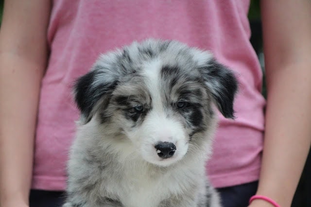 子犬のアップ写真、青い目とふわふわの毛並みが特徴です.