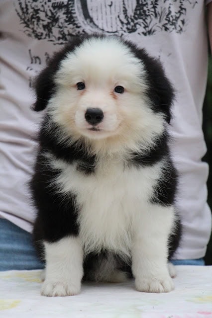 子犬のアップ写真、ふわふわの白と黒の毛並みが魅力的です。.