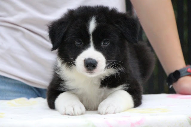 黒白の子犬のかわいい子犬の写真.
