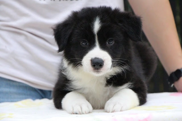 子犬の黒と白の毛色と大きな目が魅力的な子犬のアップ写真.