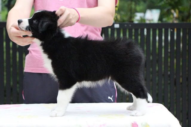 子犬の横顔と飼い主の手による頭の調整.