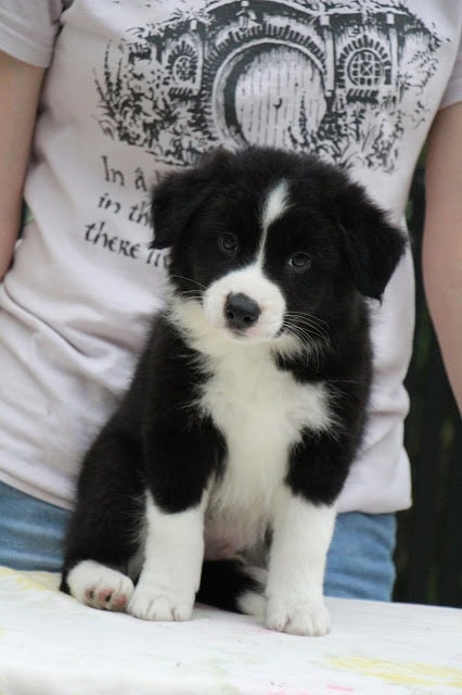 子犬の黒白のかわいい子犬の写真です。.