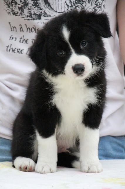 子犬のかわいい黒白の毛色と大きな瞳が魅力的です.