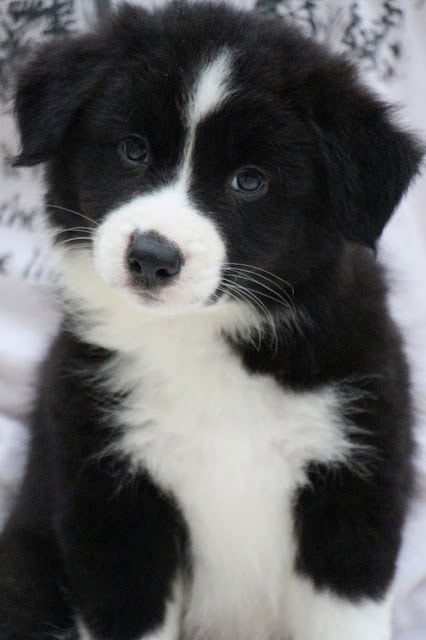 黒白のかわいい子犬のアップ写真.