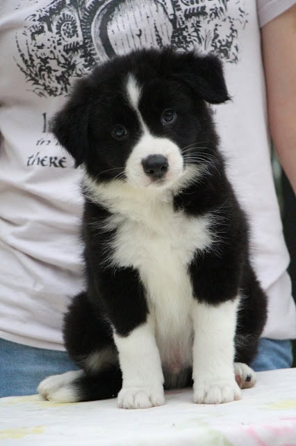 子犬のかわいい黒白の毛並みと大きな瞳.