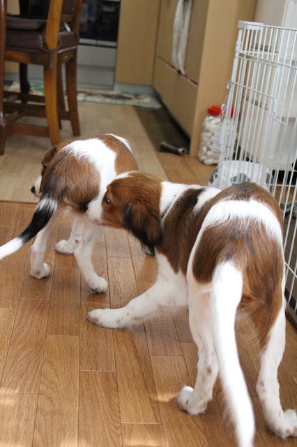 カイくんとチャッピーちゃんが室内で遊んでいる様子.