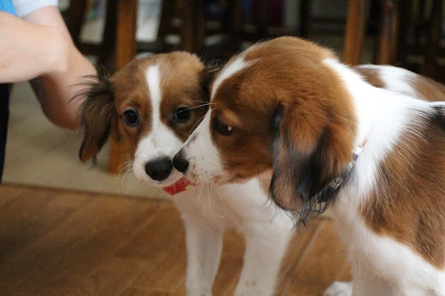 犬のカイくんとチャッピーちゃんが遊んでいる様子.