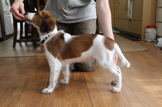 ジャックラッセルテリアの子犬が室内でポーズをとる.