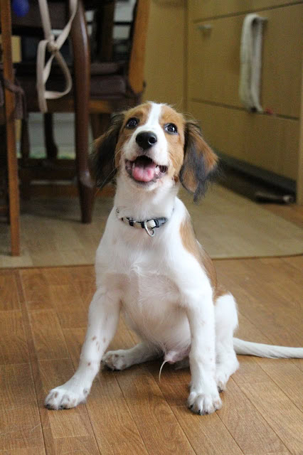 犬の子犬が笑顔で座っている室内の写真.