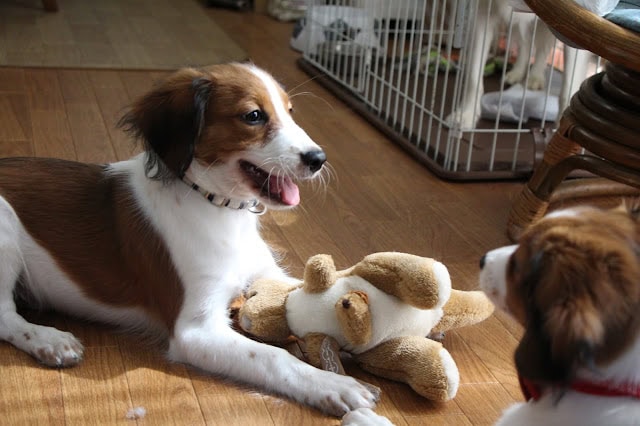 犬のおもちゃと遊ぶカイくんとチャッピーちゃんのかわいい瞬間.