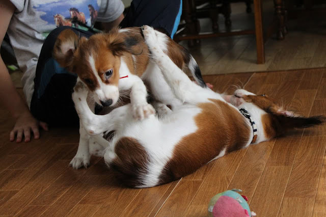 犬の遊びシーン、カイくんとチャッピーちゃんが床で遊んでいます.