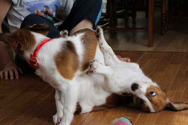 子犬と遊ぶ小型犬の楽しい瞬間.
