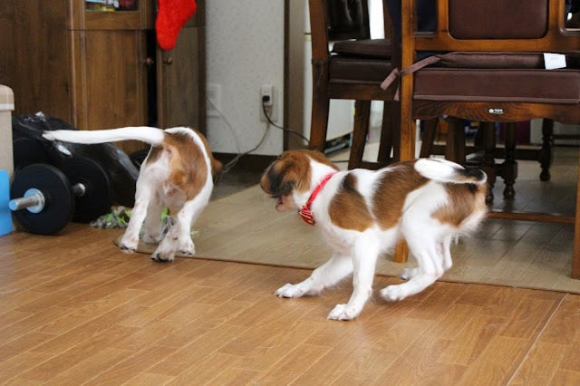 室内で遊ぶカイくんとチャッピーちゃんのかわいい姿.
