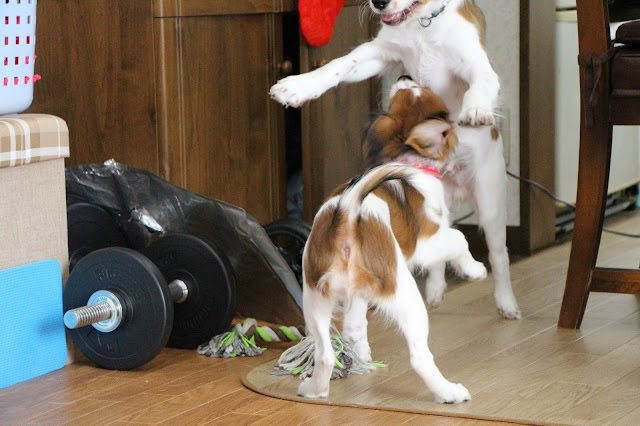 カイくんとチャッピーちゃんが室内で遊んでいる写真です。.