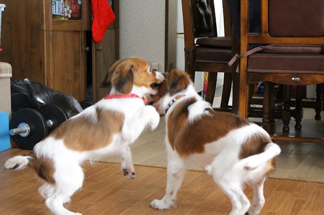 室内で遊ぶ二匹の子犬、カイくんとチャッピーちゃん.