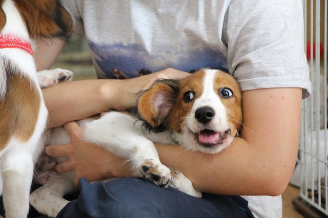 犬と人のふれあい、かわいい子犬の写真です。.
