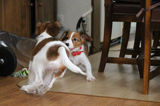 室内で遊ぶカイくんとチャッピーちゃんのかわいい瞬間.