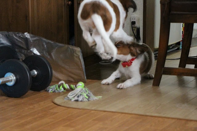 大きな犬と子犬が遊んでいる微笑ましい瞬間.