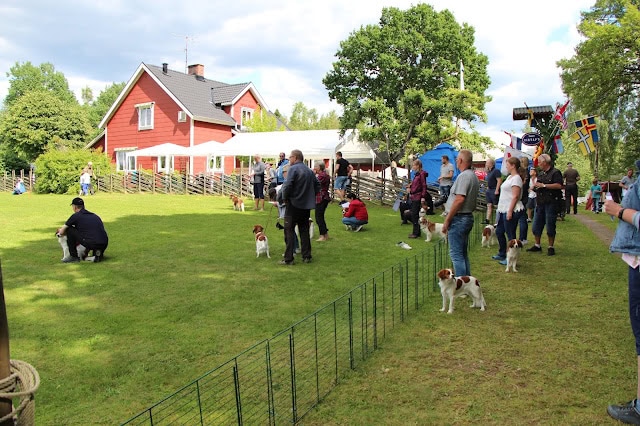 屋外で集まる人々と犬たちの風景.