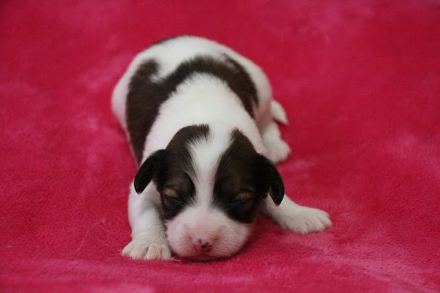 赤ちゃん犬のかわいいポーズと表情.