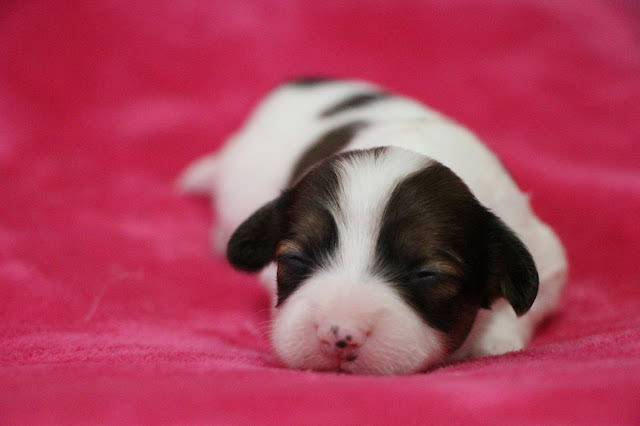 赤ちゃん犬のかわいい寝顔、ピンクの柔らかい毛布の上で眠る姿.