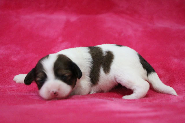 子犬の寝ている姿を鮮明に捉えた写真です。.