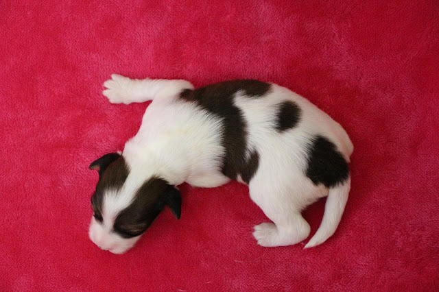 子犬の白黒模様とピンクの背景.