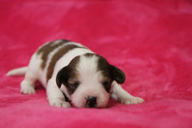 子犬がピンクの背景の上で眠っている様子.