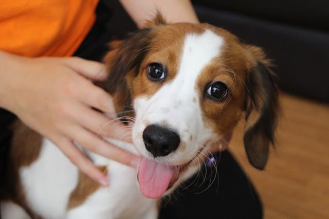 愛らしい犬の顔と舌を出している表情の写真.