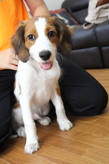 子犬のかわいいビーグル犬が座っている写真.