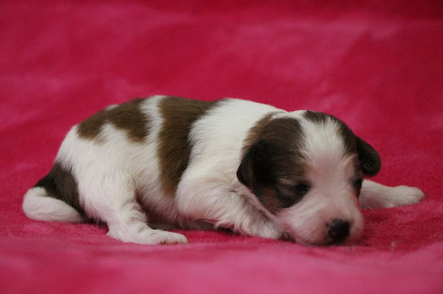 子犬のかわいい白と茶色の模様の幼犬.