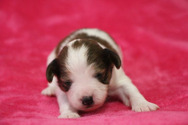 子犬のアップ写真、白と黒の毛色で眠っている様子.