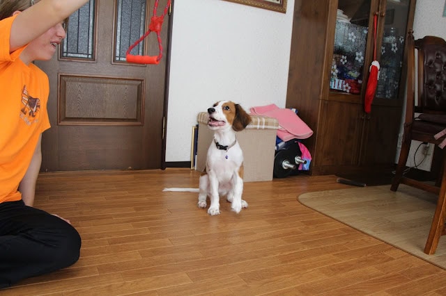 ピックくんが飼い主と遊んでいる様子を室内で撮影した画像です。.